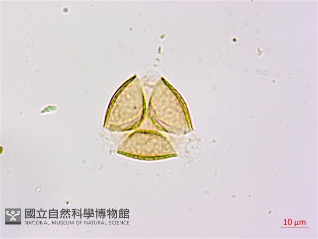 望江南藏品圖，第1張