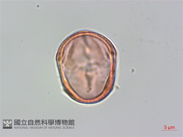 通條樹，喜馬山旌節花藏品圖，第1張
