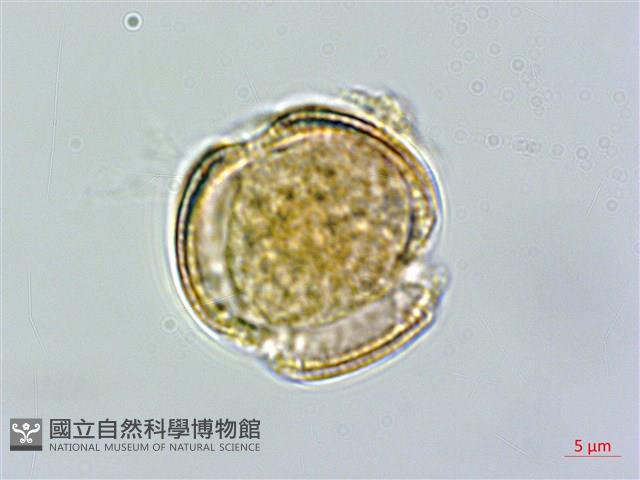 大肚山威靈仙藏品圖，第2張
