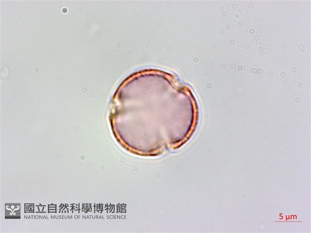 小刺山柑藏品圖，第1張