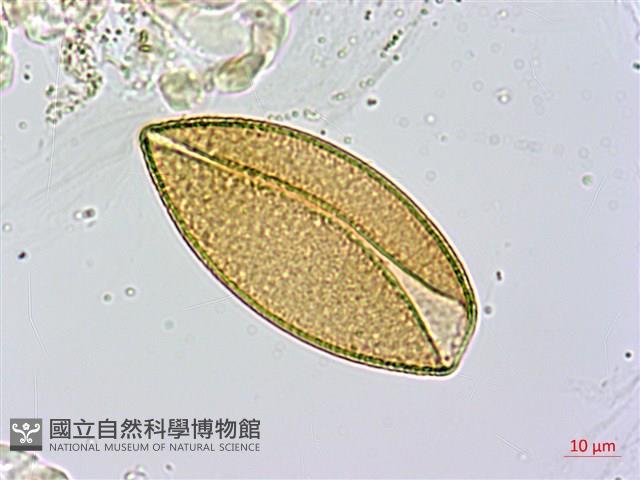 番仔林投藏品圖，第1張