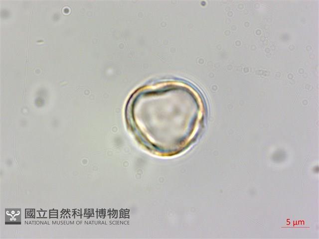 蘭嶼秋海棠藏品圖，第1張