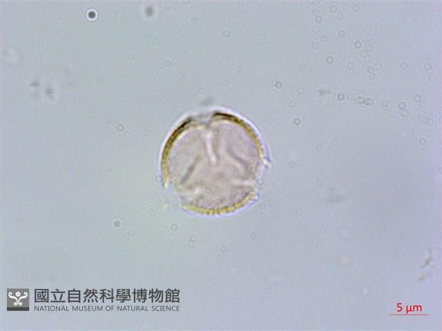 西印度櫻桃藏品圖，第1張