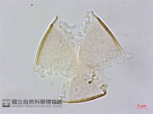 台灣假糙蘇藏品圖，第1張
