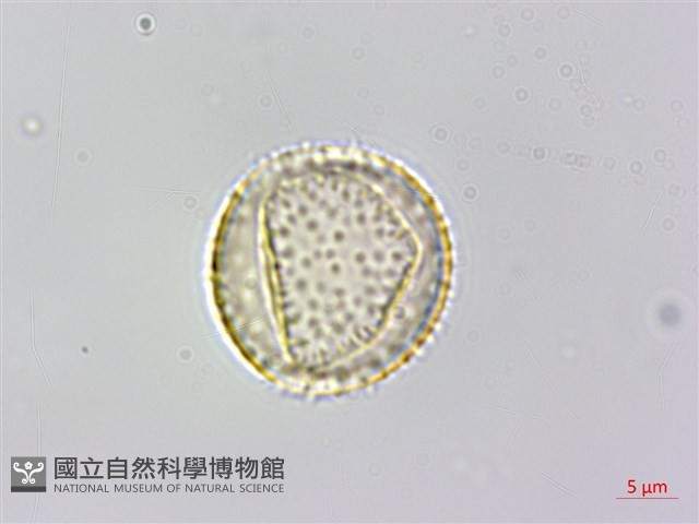 糙莖菝契、疣枝菝契藏品圖，第2張