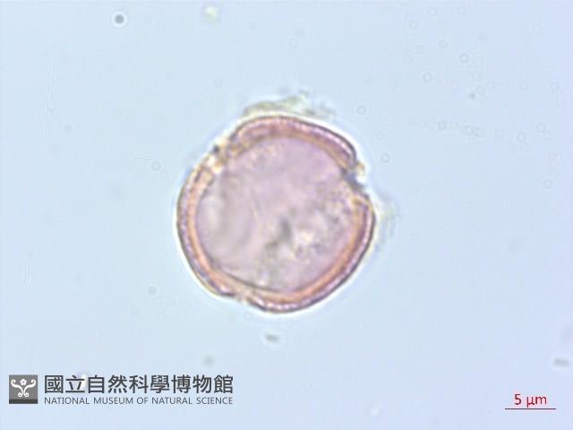 串鼻龍藏品圖，第2張