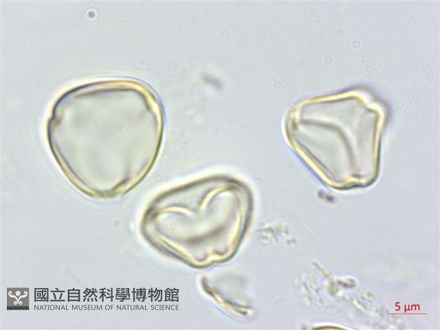 大花赤楠藏品圖，第2張