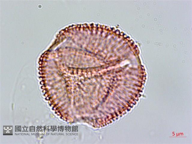 鴛鴦湖龍膽藏品圖，第1張