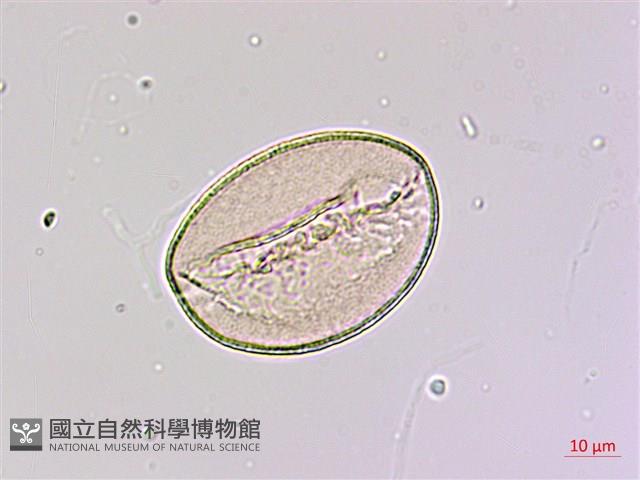 臺灣油點草藏品圖，第1張