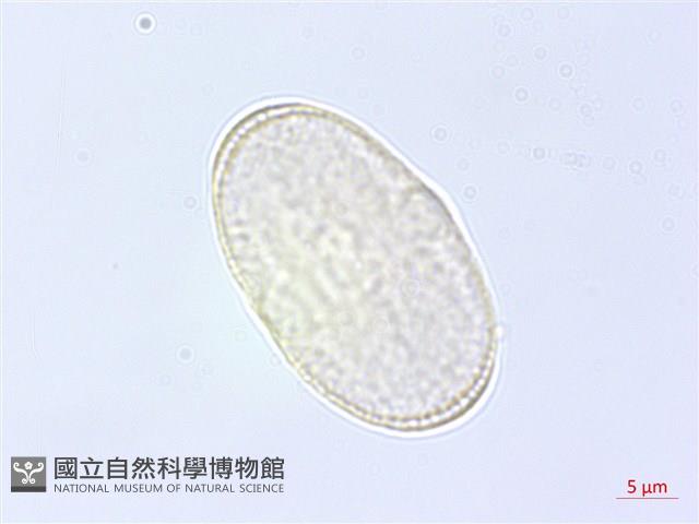 防風藏品圖，第1張