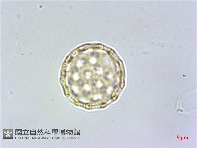 牛膝藏品圖，第2張