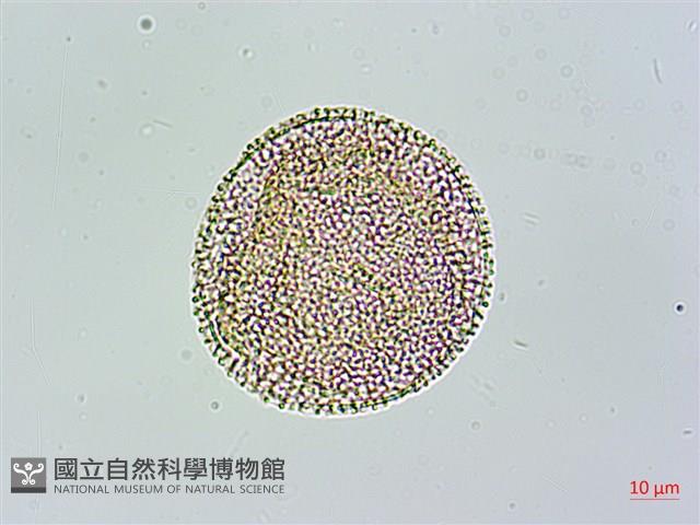 苦瓜藏品圖，第2張