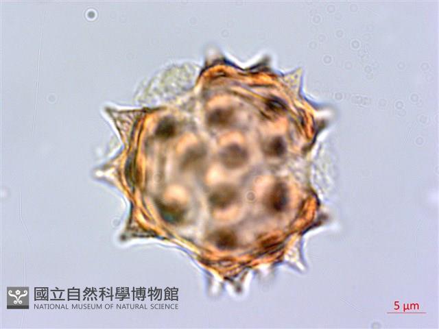 大頭艾納香藏品圖，第2張