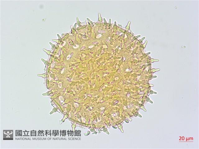 碗仔花藏品圖，第2張