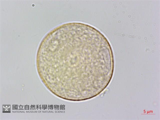 沙楠子樹藏品圖，第1張