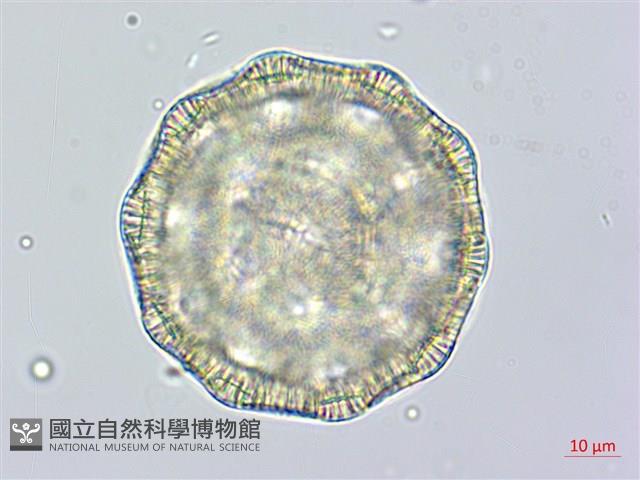 戟葉菜欒藤藏品圖，第2張