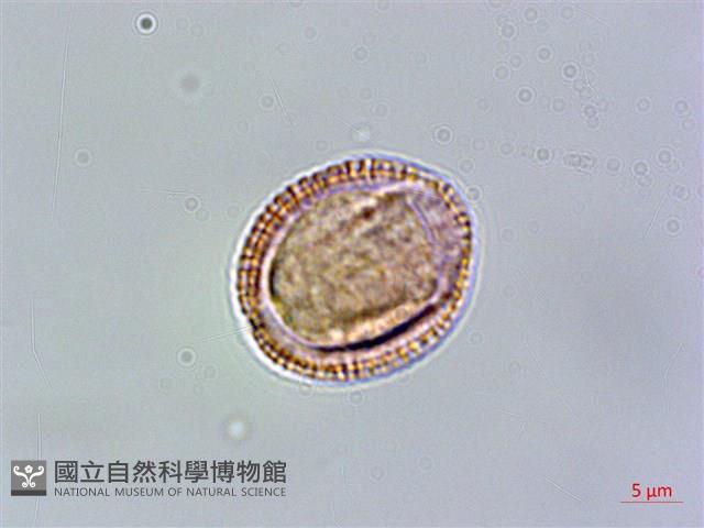 玉山筷子芥藏品圖，第1張