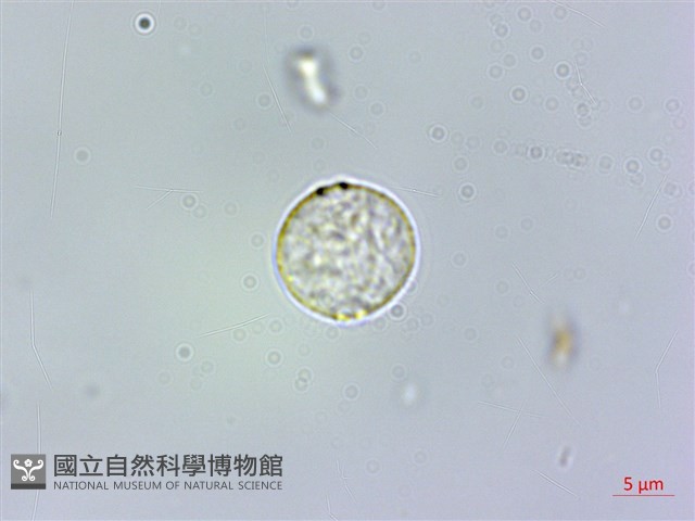 糙梗樓梯草藏品圖，第1張