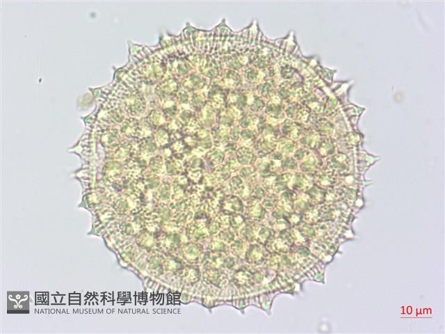 細葉金午時花藏品圖，第1張