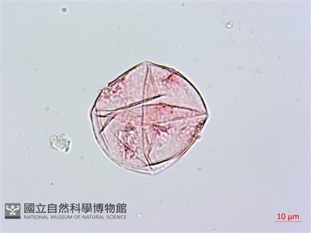 爬森藤藏品圖，第1張