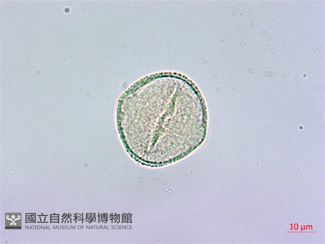 裡白蔥木藏品圖，第2張