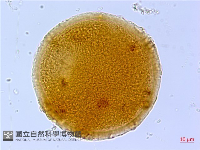 葛瑪蘭芭蕉藏品圖，第1張