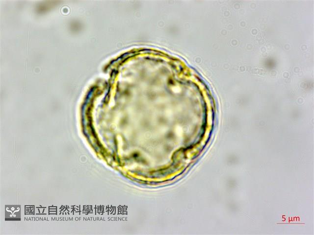 白櫟藏品圖，第1張