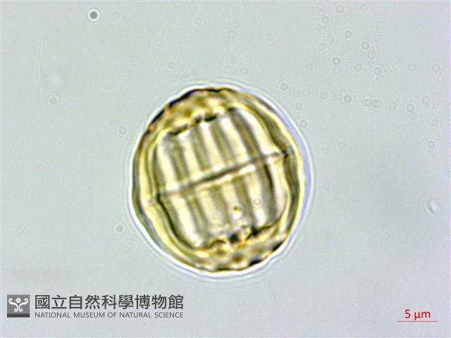 蓼葉遠志藏品圖，第1張