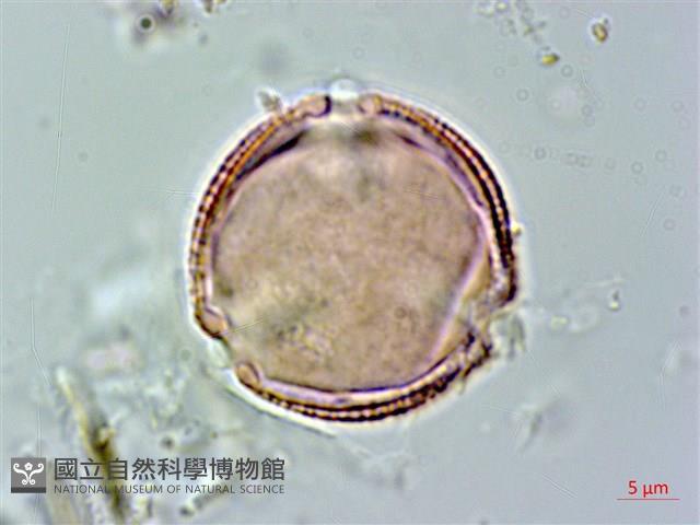 錫蘭玉心花藏品圖，第1張