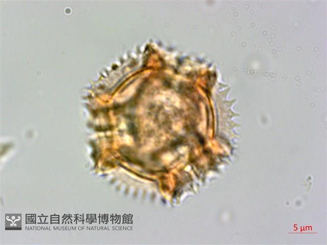 黃鵪菜藏品圖，第1張