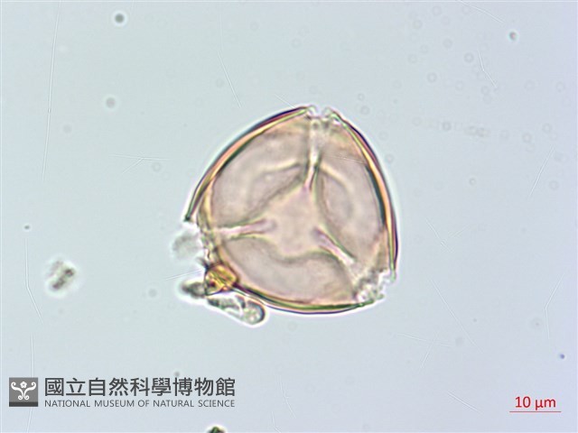 俄氏柿藏品圖，第2張