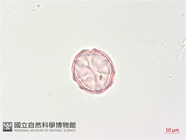燈籠草藏品圖，第2張