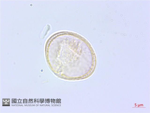 乞食碗藏品圖，第1張