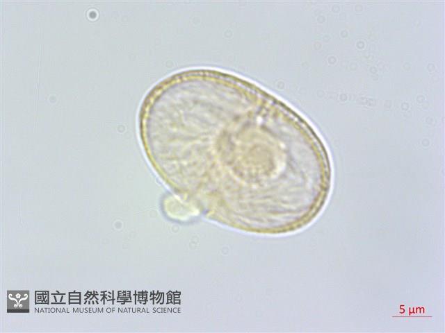 白花前胡藏品圖，第1張