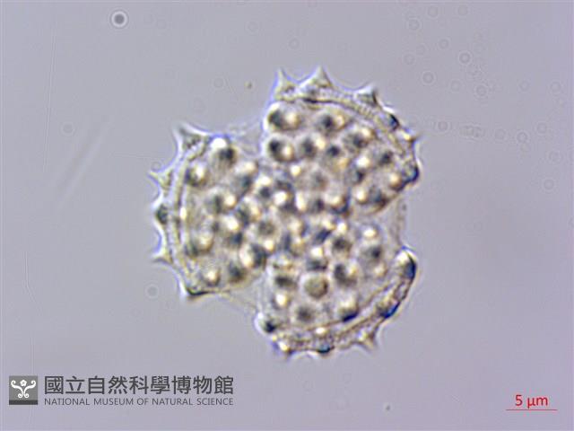 能高籟簫藏品圖，第2張