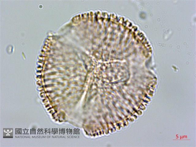 黃斑龍膽藏品圖，第1張