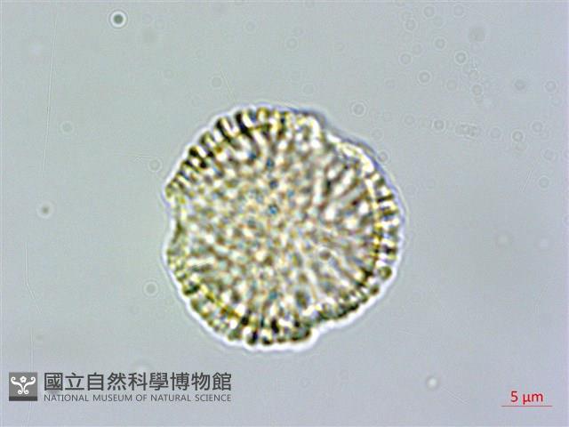 多花滇南蛇藤藏品圖，第2張