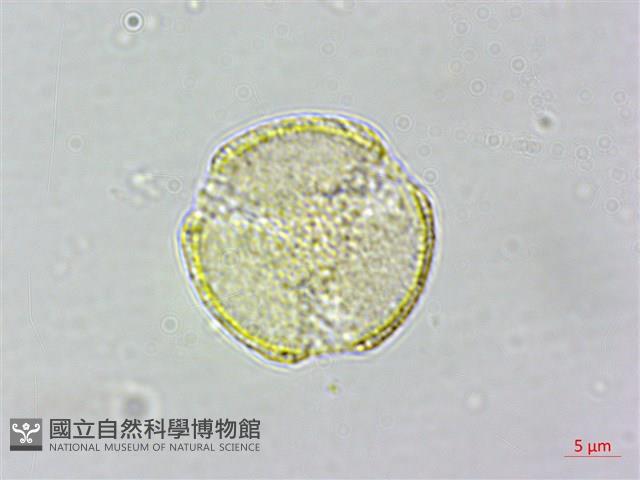 串鼻龍藏品圖，第2張