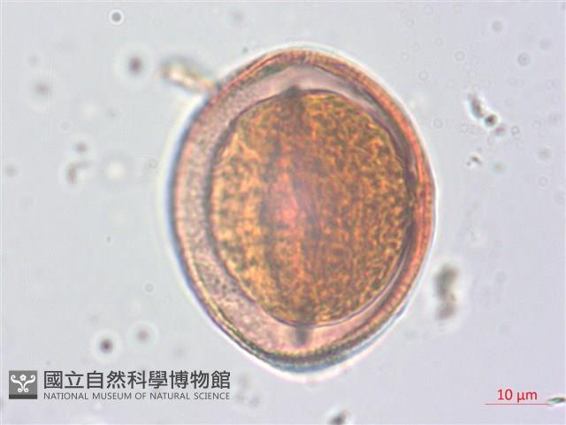 野路葵藏品圖，第1張