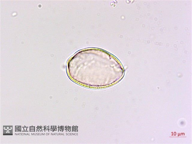 七葉一枝花藏品圖，第2張