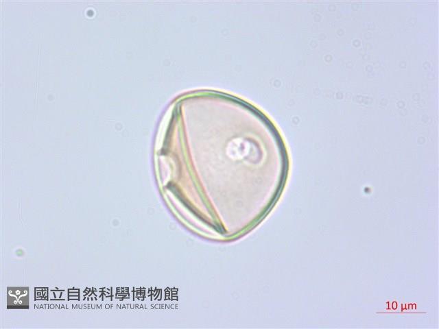 阿里山水晶蘭藏品圖，第1張