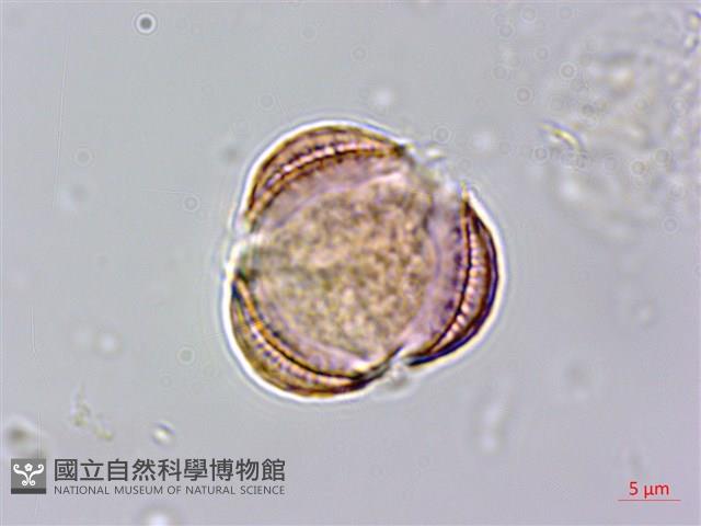 牡蒿藏品圖，第1張