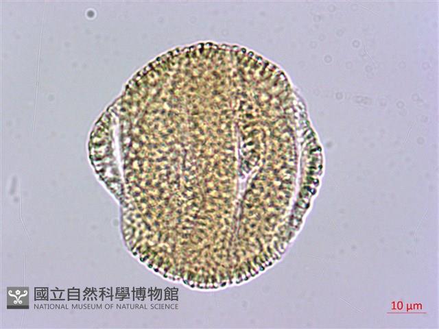 三角葉西番蓮藏品圖，第1張