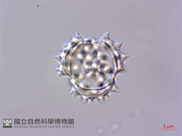 玉山抱莖籟簫藏品圖，第2張