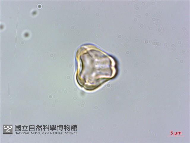 密脈赤楠藏品圖，第2張