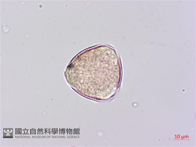 田菁藏品圖，第1張