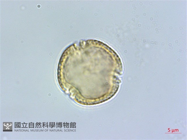 筆羅子藏品圖，第1張