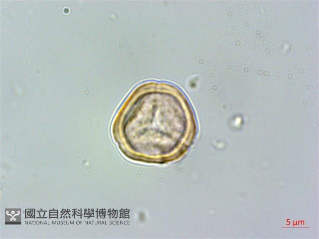 賽赤楠藏品圖，第2張