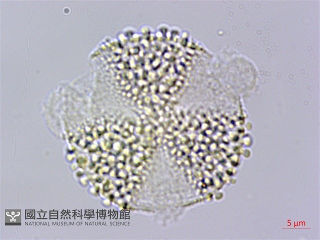 燈稱花、烏雞骨藏品圖，第2張