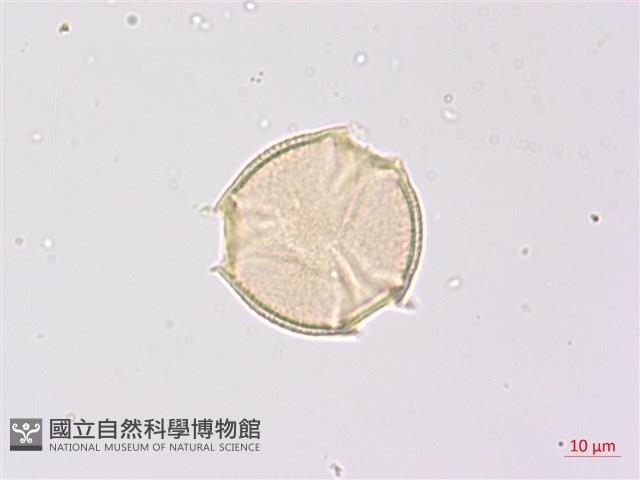 山香圓藏品圖，第1張